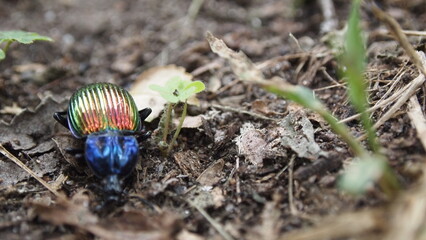 Colorful bug on the grass