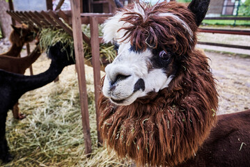Funny hairy brown and white alpaca at the farm close-up portrait. High quality photo