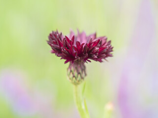 closeup thistle