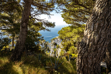 Looking through vegetation that is framing a deep blue of the Mediterranean Sea on a bright sunny day.