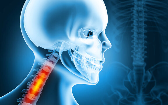 Skelton Bilder Durchsuchen 665 Archivfotos, und Videos