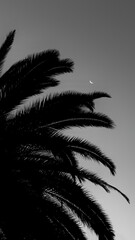 palm tree in black © Karan