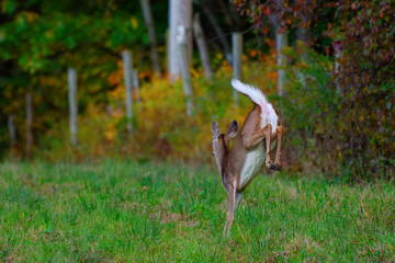 A very healthy Doe in an open field along the fence line of the woods in Early Autumn. Young deer...
