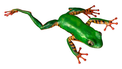 3D Rendering Amazon Tree Frog on White