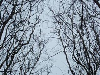 Abstract of tree limbs overhead