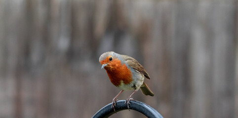 Robin in Back Garden Fence and Feeders
