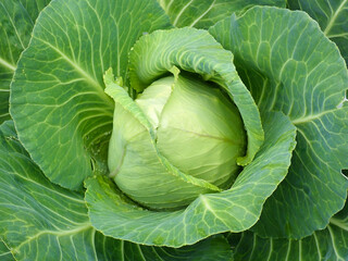 Obraz premium Green Cabbage growing in a garden