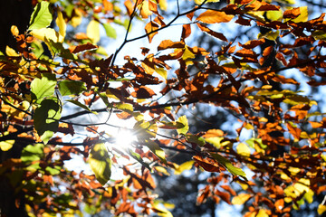 Herbstlich buntes Laub mit Sonnenstrahlen gegen Licht in Gelb, Braun, Grün im Wald