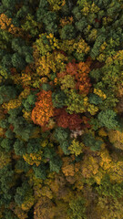 Fototapeta premium Beautiful aerial fall trees. Top down view on autumn deciduous forest in yellow and orange colors. Aerial view of forest during calm autumn day. Colourful autumn colours in forest spits