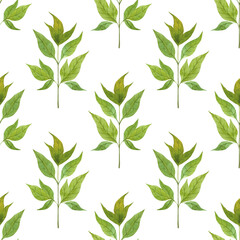 Green watercolor leaves seamless pattern on white background. Hand drawn branches. Botanical simple digital paper and fabric design. Stylized foliage print
