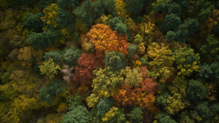 Naklejka na ściany i meble Beautiful aerial fall trees. Top down view on autumn deciduous forest in yellow and orange colors. Aerial view of forest during calm autumn day. Colourful autumn colours in forest spits