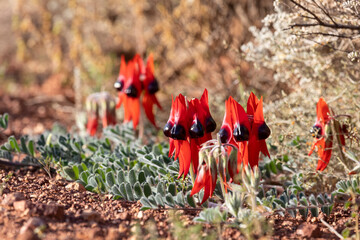 Sturt's desert pea flowering in the wild