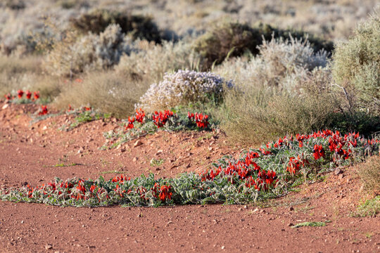 Sturt's Desert Pea Flowering At Edge Of A Red Dirt Road