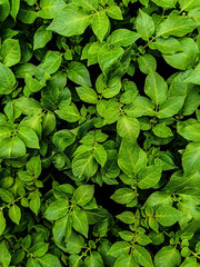 feuilles vertes de pommes de terre cultivées en potager