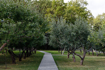 Wooden path in the park among green trees