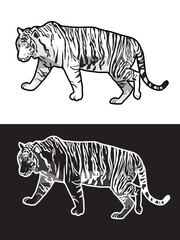 White tiger and tiger with inverted colors. Vector illustration isolated on white and black background.
