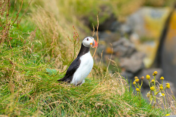 atlantic puffin or common puffin at a cliff