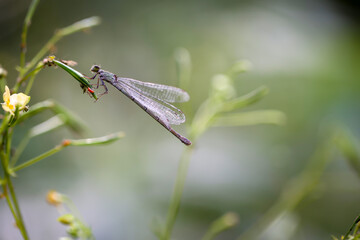 Eine Kleinlibelle sitzt auf einer Pflanze. Nahaufnahme einer Libelle.