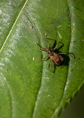 Ein Langhorn Buschräuber Himacerus apterus auf einem Blatt eines Laubbaumes.
