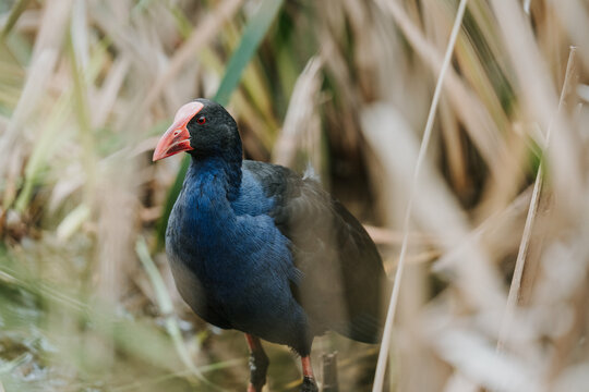 Purple swamphen