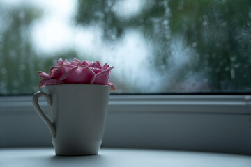 pink rose with raindrops. rose in a cup on the background of a glass window. rose scent