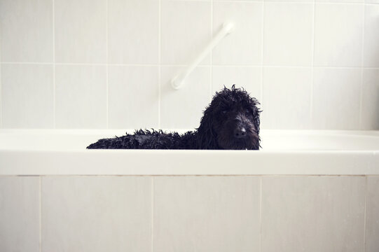 Black dog having a bath