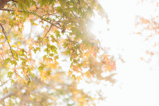 Sunlight through autumn leaves on maple tree