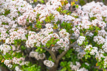 Jade plant in bloom. Close up of beautiful star-shaped white and pink small flowers of an evergreen Jade plant
