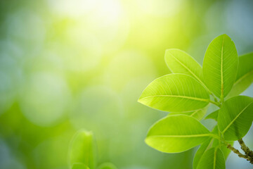 Nature of green leaf in garden. Natural green leaves plants using as spring background cover page environment ecology or greenery wallpaper