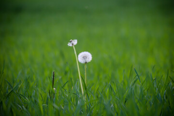 Auf einer Wiese sind die Reste einer L&ouml;wenzahnbl&uuml;te, jetzt eine Pusteblume.
