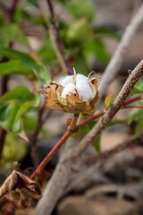 An einer Pflanze h&auml;ngen noch die Baumwolle. Baumwolle geh&ouml;rt zu den Malvengew&auml;chsen.

