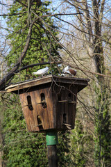Tauben sitzen am Eingang zum Taubenhaus. Taubenhaus auf einem Pfahl.
