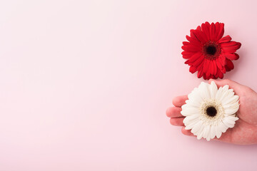 8 March. International Womens Day. Two gerberas red and white, pink envelope on pink background. Copy space. Mock up. Flower concept. Design pattern. 8 march holiday.