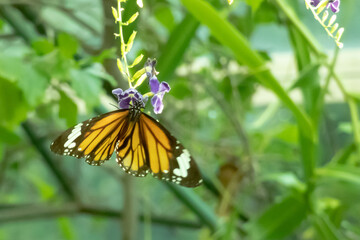 蝶々が草花に止まっている