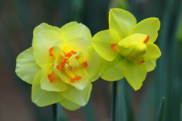Obraz premium 香り漂う冬の花