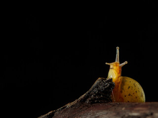Naklejka premium Beautiful macro nature. Snail in a fairy tale dreamy looking to night sky.Magical artistic image of nature.Dark atmosphere.Magical macro fairy tale, copy space