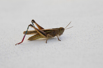white banded grasshopper close up. grasshopper species of grasshopper sitting on a white stone wall.