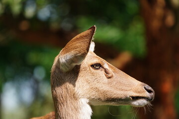 Deer at Khao Kheow Open Zoo, Chonburi, Thailand