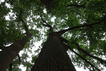 下から見上げた森