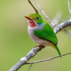 Cuban tody