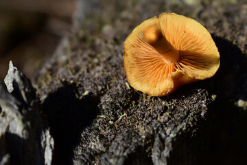 Kleiner, brauner, gelber Pilz im Herbst auf Holz, Pilzesammeln als alternative Ernährung von...