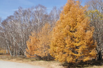 Fototapeta premium 日本の紅葉