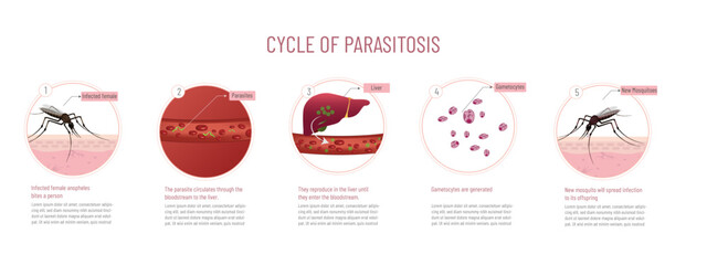 Infographic of the parasitosis cycle,
five steps of the process on white background.