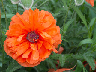 Beautiful red poppy flower on the background of foliage, top view. Blooming red poppy flower close-up in a green garden