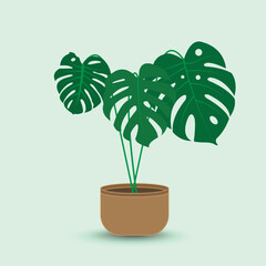 The design is trendy and exotic for the leaf monstera green of nature in the summer botanical jungle for the banner background, decoration, frame, and for illustration.