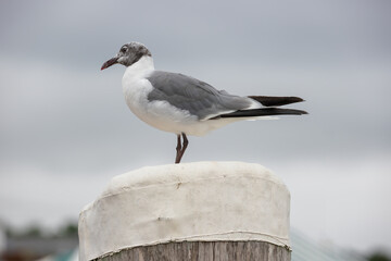 Plymouth Harbor Massachusetts, United States near full mature seagull perched on top of a dock post.
