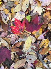Two Canadian Maple Leaf on autumn forest floor