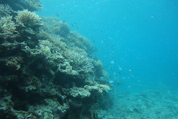 Naklejka na ściany i meble 鳩間島のサンゴ礁