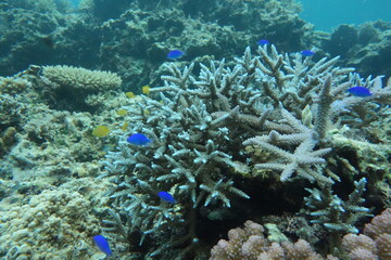 鳩間島のサンゴ礁