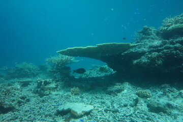 Fototapeta na wymiar 鳩間島のサンゴ礁